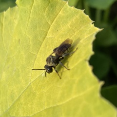 Triepeolus remigatus