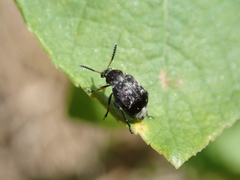 Bruchus atomarius