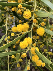 Acacia rostellifera