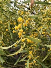 Acacia rostellifera