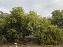 Acacia rostellifera