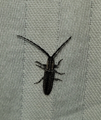 Dorcasta cinerea