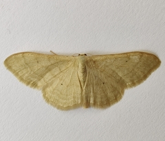 Idaea straminata