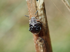 Bruchus atomarius