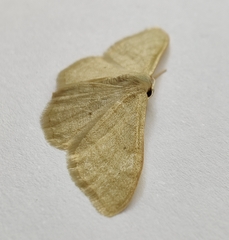Idaea straminata