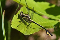Gomphurus ventricosus