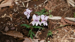 Viola eizanensis
