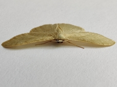 Idaea straminata