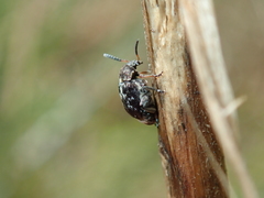 Bruchus atomarius