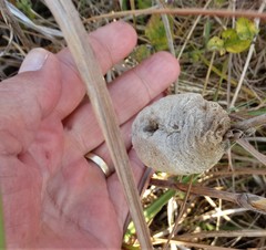 Tenodera superstitiosa