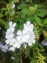Plumbago auriculata