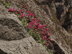 Penstemon rupicola