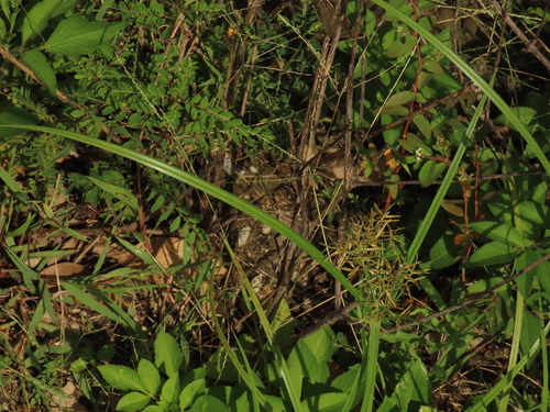Cyperus rotundus iNat (2)