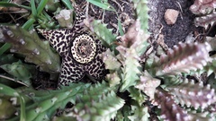 Orbea variegata