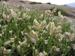 Echinospartum ibericum