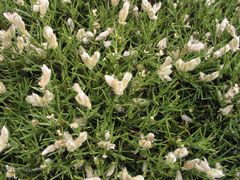 Echinospartum ibericum