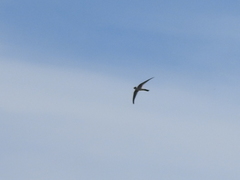 Aeronautes andecolus