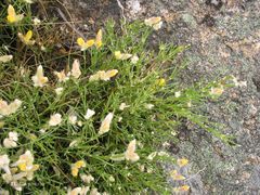 Echinospartum ibericum