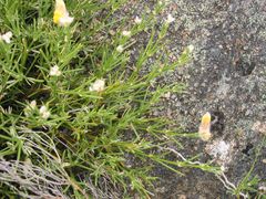 Echinospartum ibericum