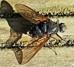 Satyramoeba hetrusca