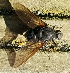 Satyramoeba hetrusca