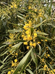 Acacia rostellifera