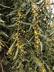 Acacia rostellifera
