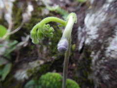 Streptocarpus confusus lebomboensis
