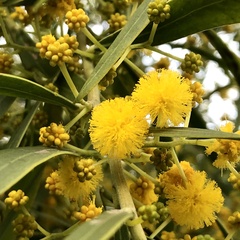 Acacia rostellifera