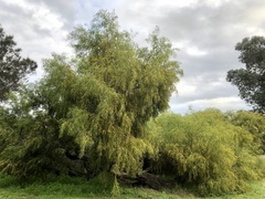 Acacia rostellifera