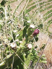 Opuntia bonaerensis