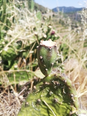 Opuntia bonaerensis