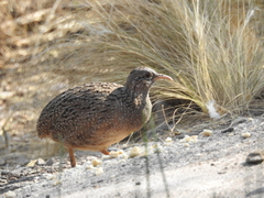 Nothoprocta pentlandii