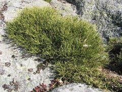Echinospartum ibericum