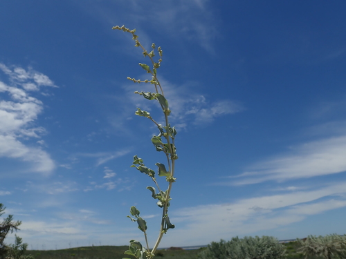 Atriplex perrieri image