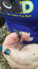 Plethodon glutinosus