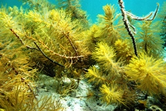 Stigmatopora narinosa