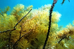 Stigmatopora narinosa