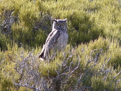 Bubo virginianus magellanicus