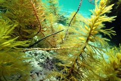 Stigmatopora narinosa