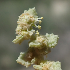 Atriplex perrieri image