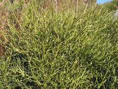 Echinospartum ibericum