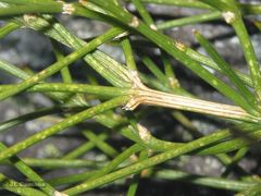 Echinospartum ibericum