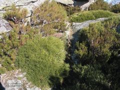 Echinospartum ibericum