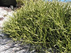 Echinospartum ibericum