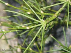 Echinospartum ibericum