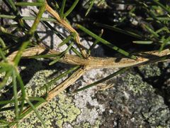 Echinospartum ibericum