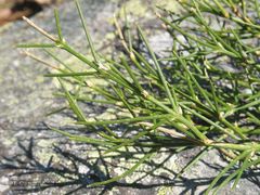 Echinospartum ibericum