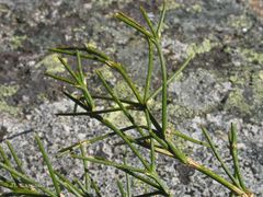 Echinospartum ibericum