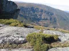 Echinospartum ibericum